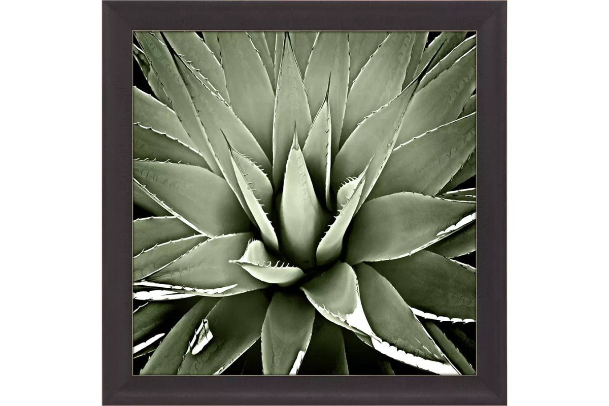 Green Succulent III