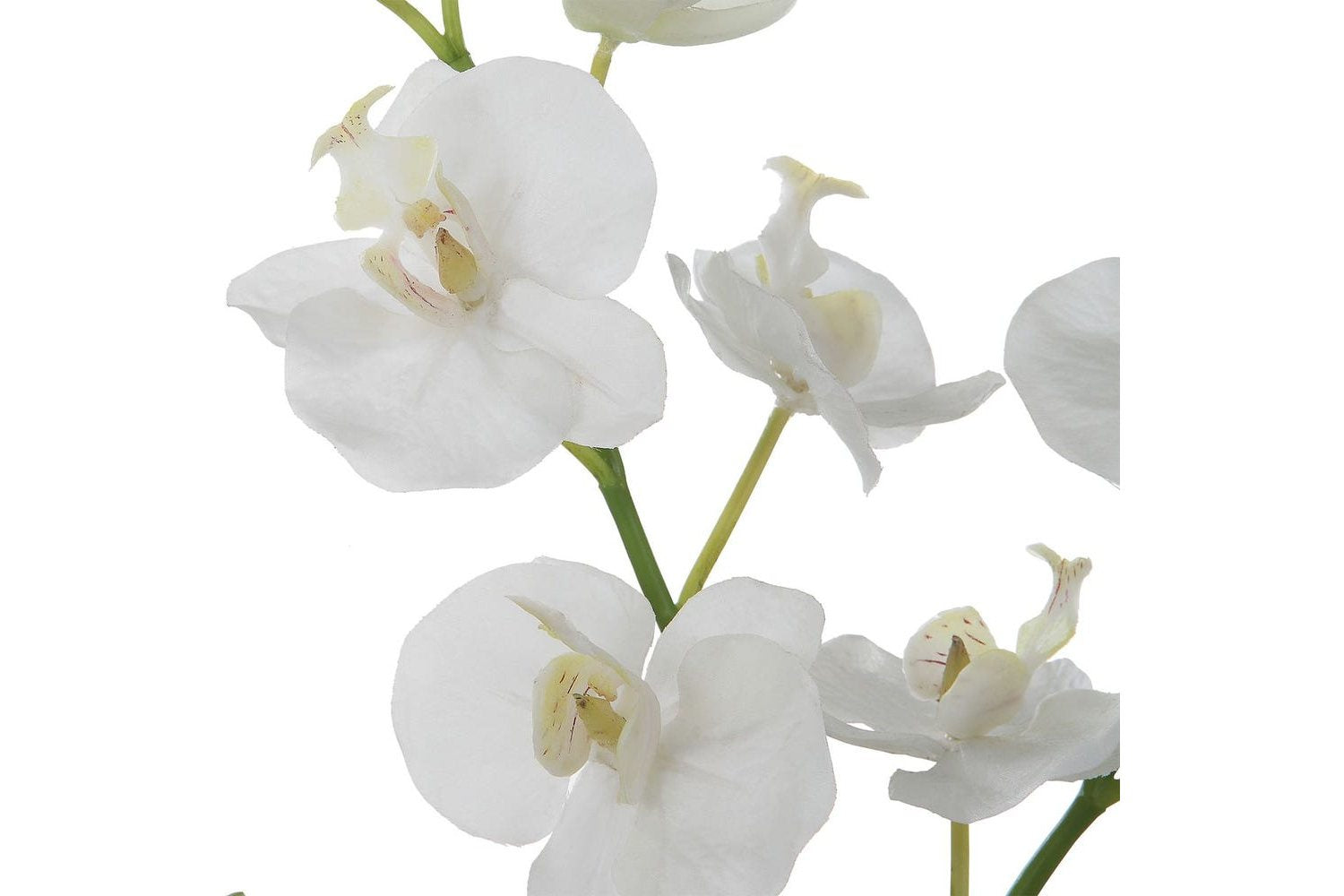 White Glory Orchid