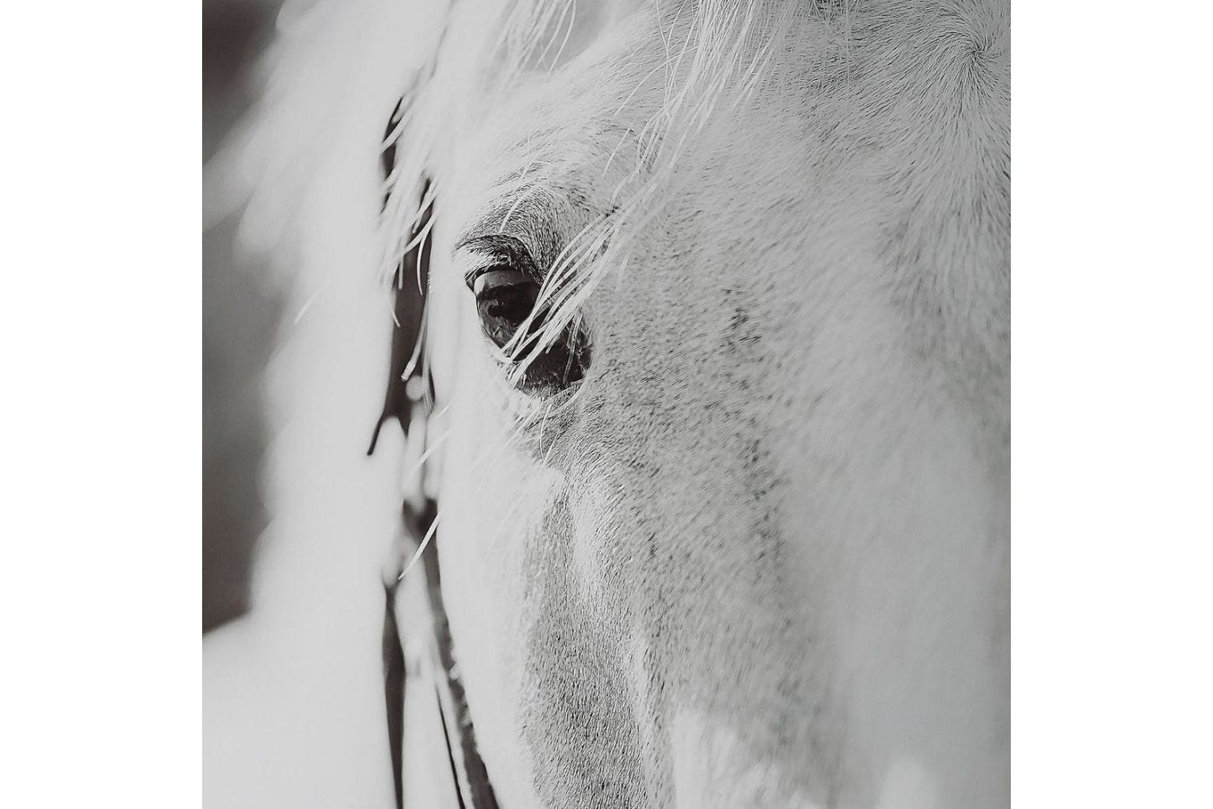 Eyes on the Prize Framed Print