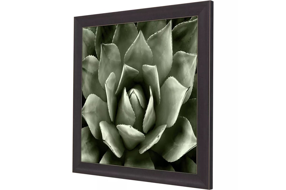 Green Succulent II